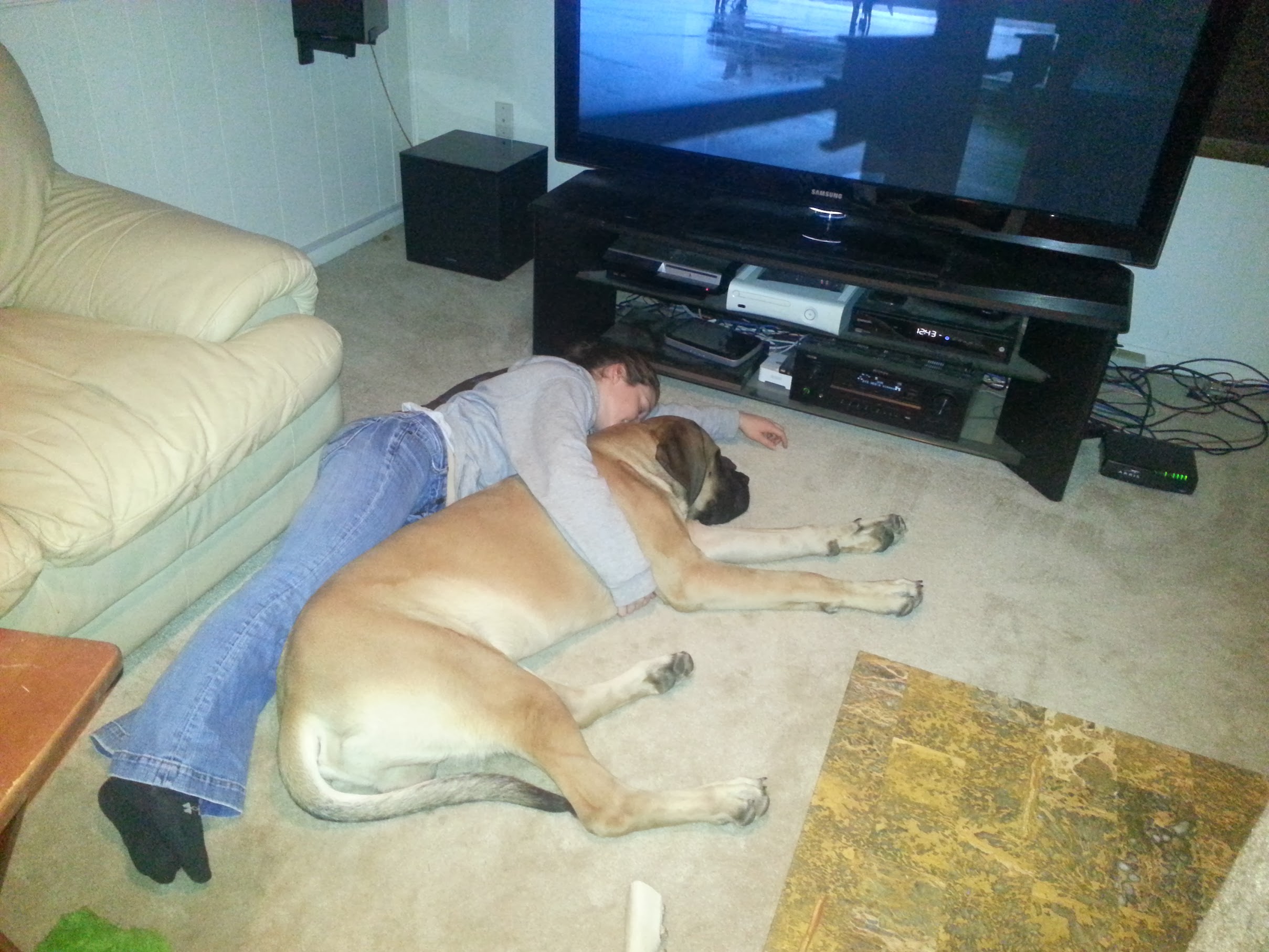 Bane the dog in front of old TV